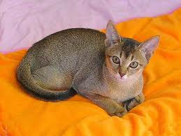 ruddy abyssinian cat for sale - Tawny - Usual
