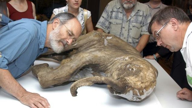 bringing back the woolly mammoth and A group of researchers are getting closer to bringing the extinct woolly mammoth back to lifegeneticist george church’s lab at harvard university successfully copied genes from frozen. bringing back the woolly mammoth and A group of researchers are getting closer to bringing the extinct woolly mammoth back to lifegeneticist george church’s lab at harvard university successfully copied genes from frozen.