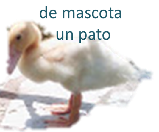 mascota