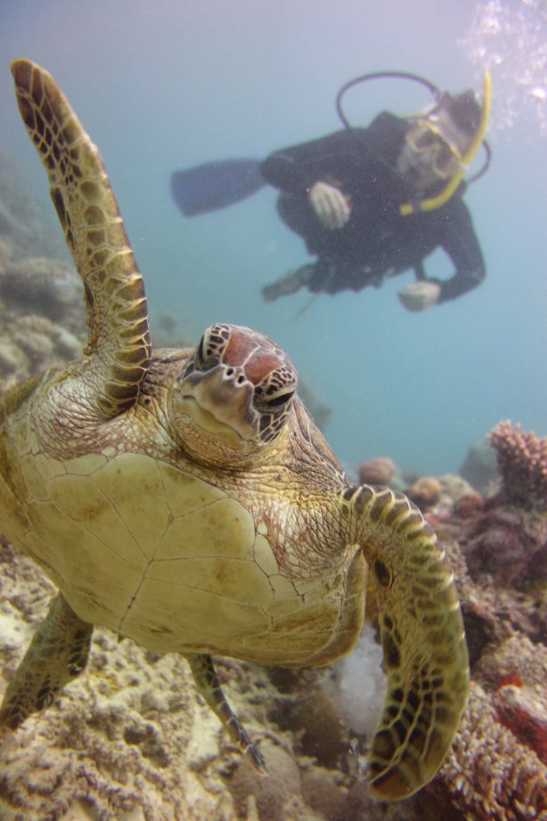 Roving Gnome Travel Blog Octopus Love near Cairns Diving the Great