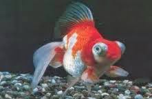 Kumpulan Ikan Koki Hias Air Tawar Tercantik | Kumpulan Aneka Ikan Hias