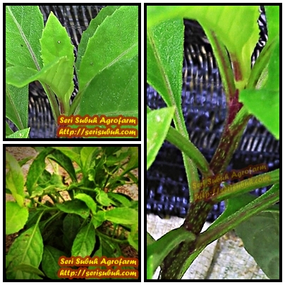 sambung nyawa hijau gynura procumbens jualan benih dan sambung nyawa hijau gynura procumbens jualan benih dan