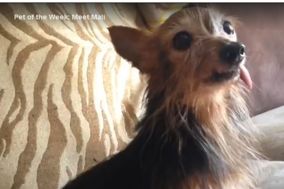 yorkie puppy mill yorkie saved from puppy mill needs a loving home yorkie puppy mill yorkie saved from puppy mill needs a loving home