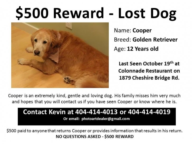 Lost Dogs Found Cooper, Golden Retriever