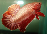 Cupang Plakat