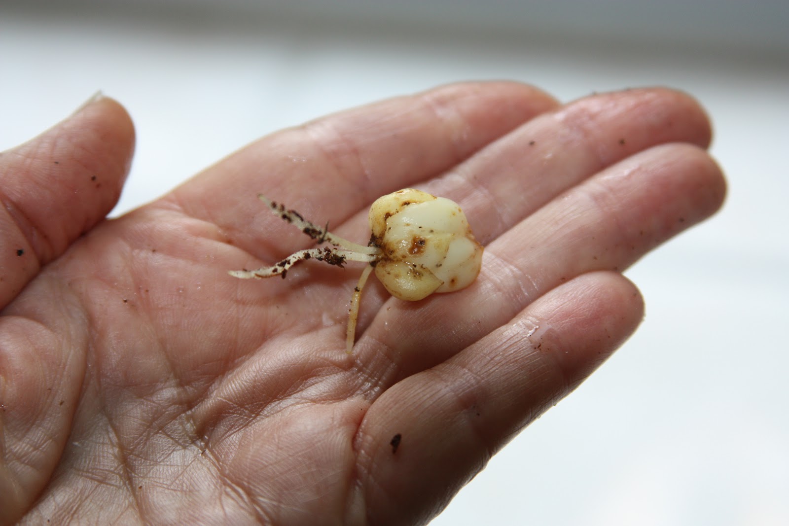 Lily bulb scales make new bulbs with patience and time