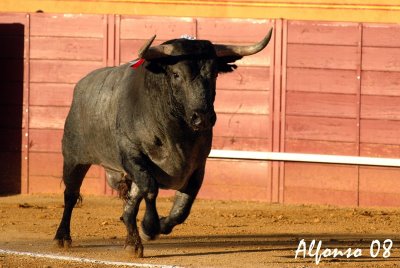 Chumbero, de Jose Escolar