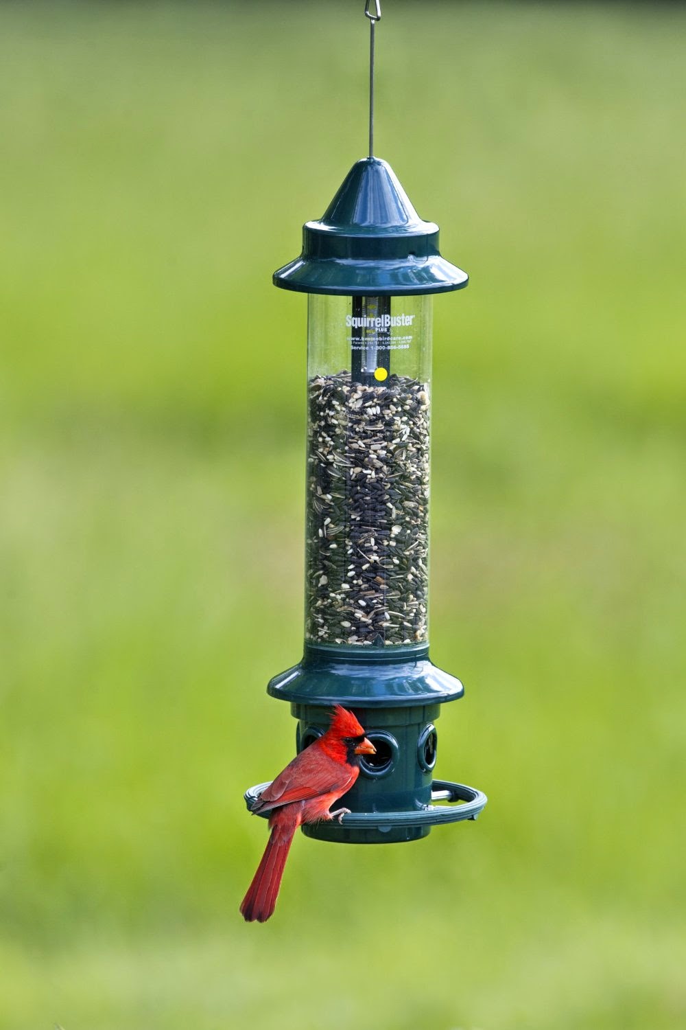 backyard ideas brome 1024 squirrel buster plus wild bird backyard ideas brome 1024 squirrel buster plus wild bird