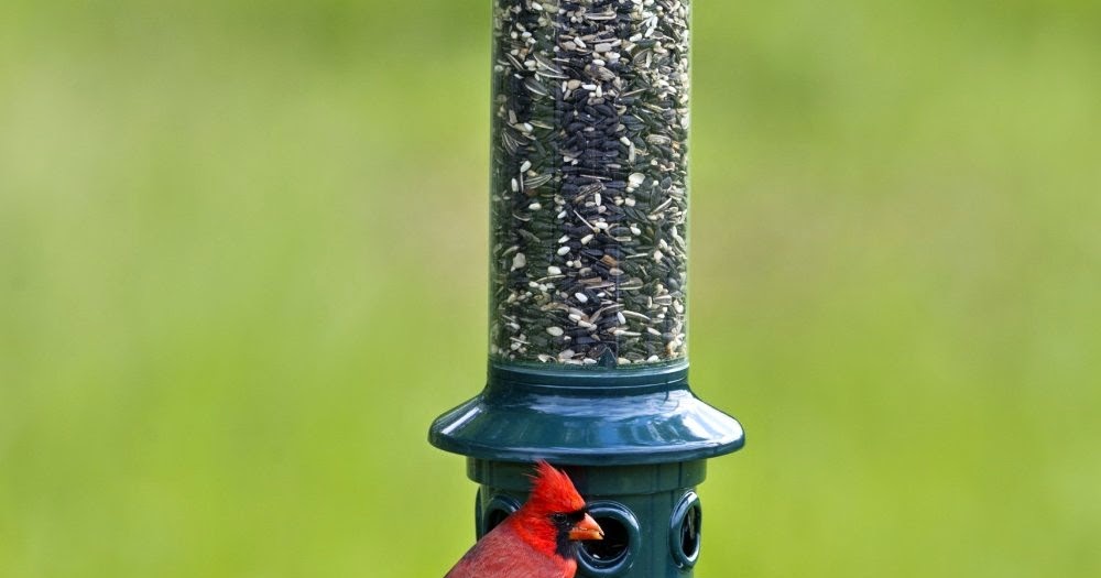 Backyard Ideas Brome 1024 Squirrel Buster Plus Wild Bird Feeder