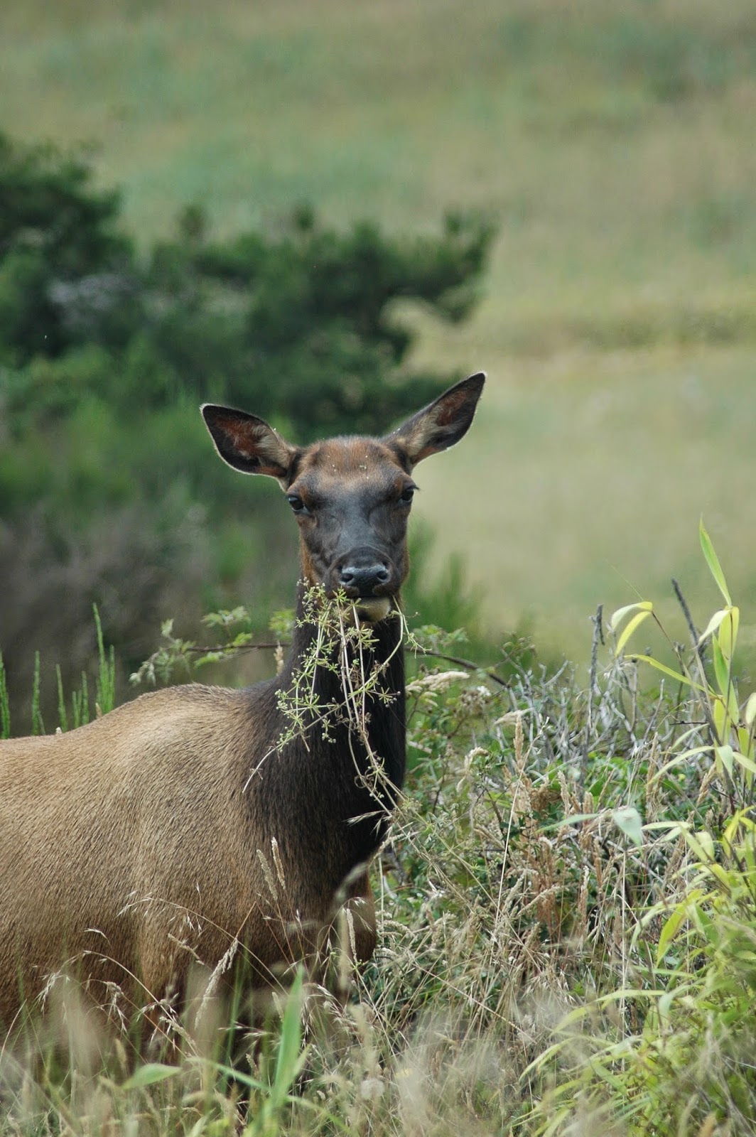 Annabanana Oregon Coast Elk (Closeup)