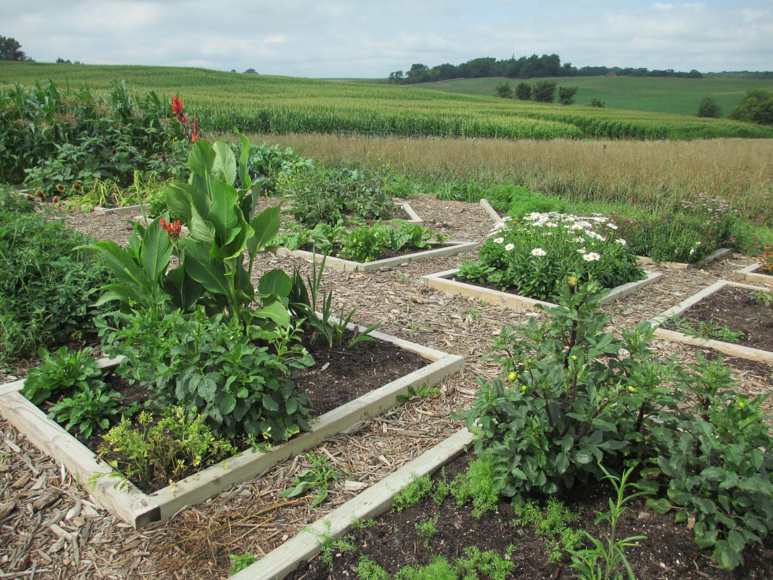 Garden Fancy My Redesigned Cutting Garden