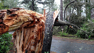 fallen tree spruce camp magruder power line down