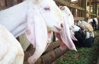 panduan cara budidaya ternak kambing domba susu pedaging natural nusantara poc nasa hormonik viterna