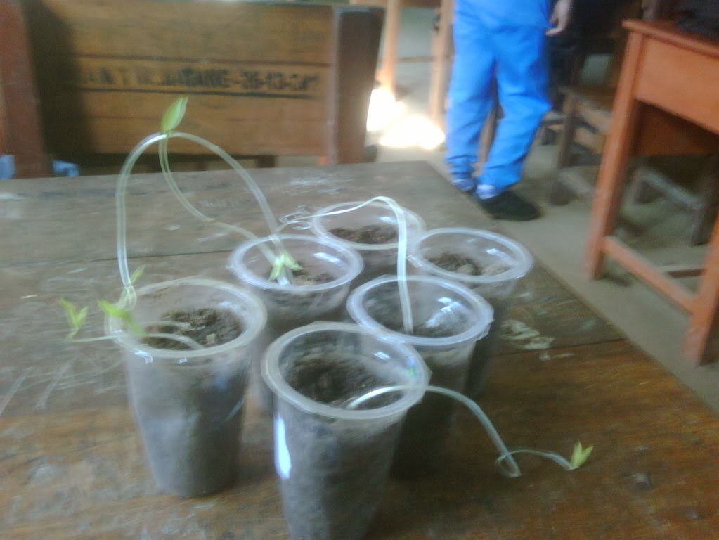 Contoh Makalah Biologi Kacang Hijau Tips dan trik