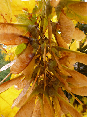 Big Leaf Maple Seeds