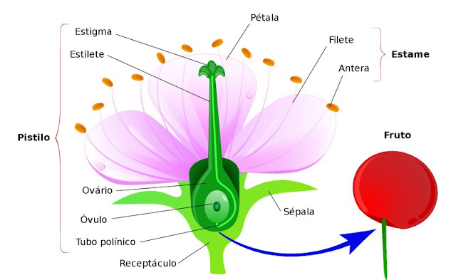 As partes da flor As partes da flor