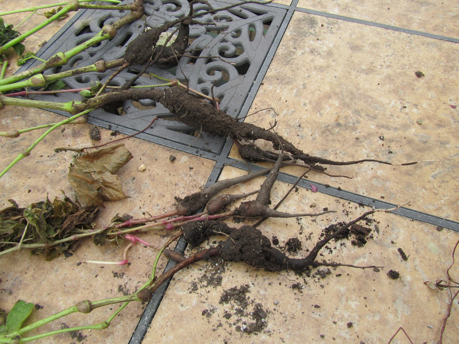 Cheesehead Gardening Digging up and storing four o'clock tubers