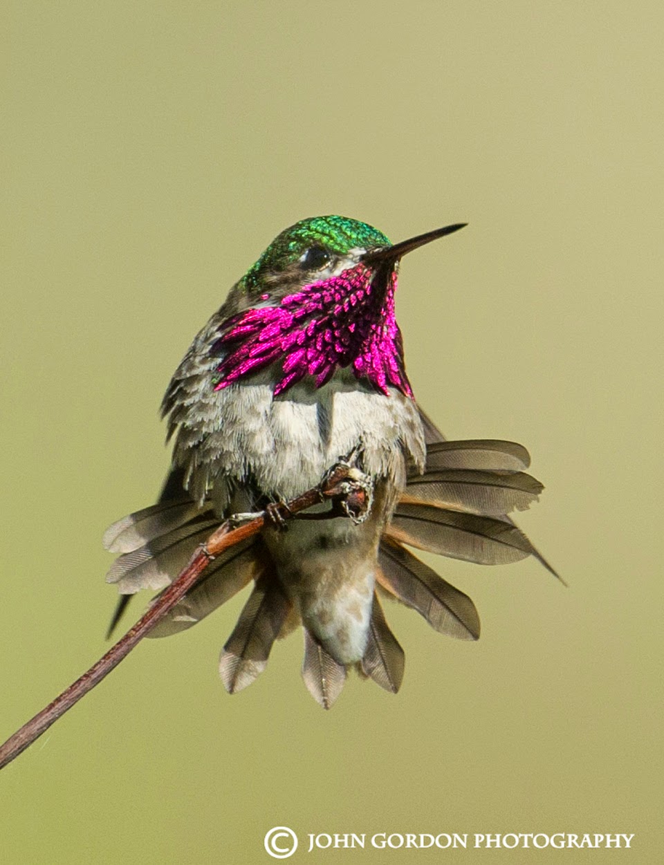 John Gordon/Listening to Birds The Okanagan Road Trip June 45