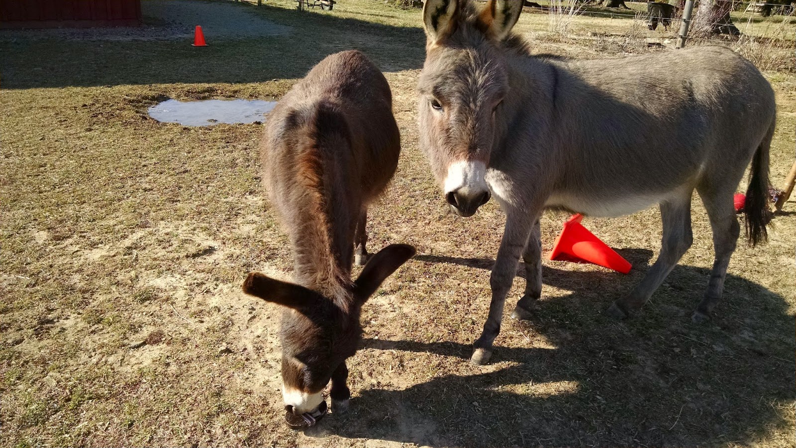 Our Tiny Farm in Western NC Pictures of Our MiniDonkeys