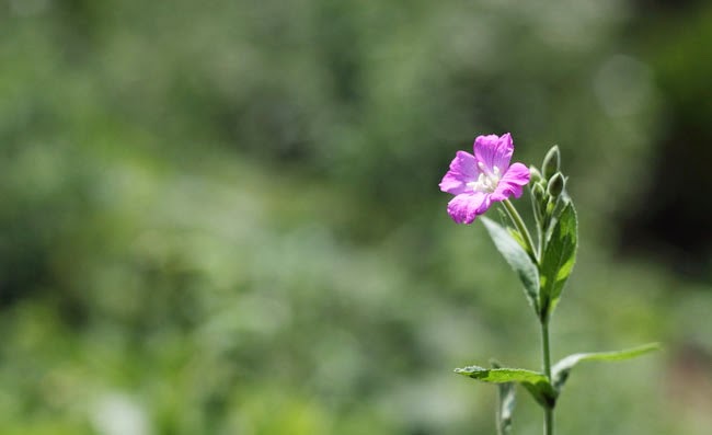 Great Willowherb Flowers Pictures Great Willowherb Flowers Pictures