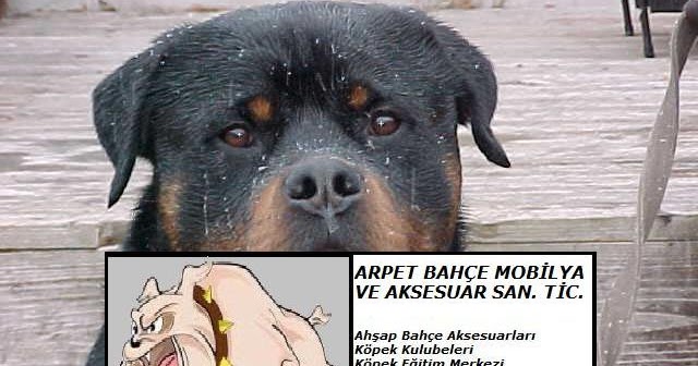 Tibet Shih Tzu - Gözleri düşüren bir köpek 66