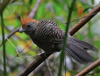 Female Tufted Antshrike, Mackenziaena severa