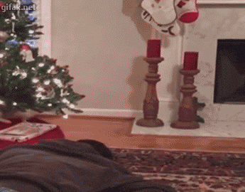 Funny cats - part 181, funny cat gif, cat gifs, adorable cat gifs
