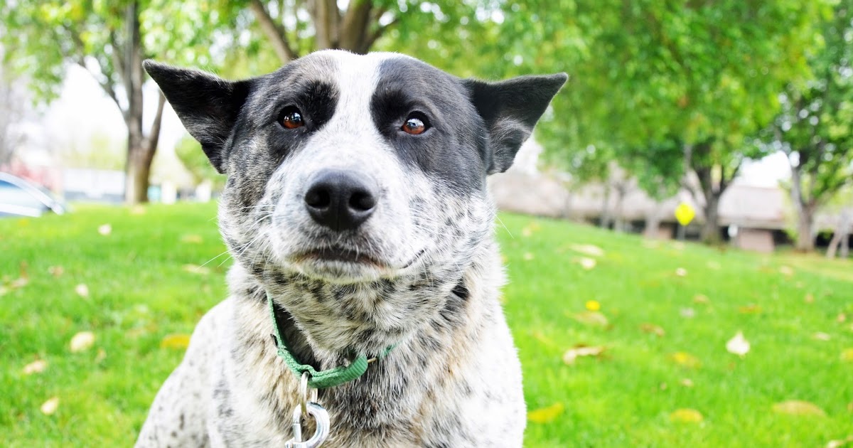 Dogs In the Bubble Bruce Almighty "Velcro Dog"