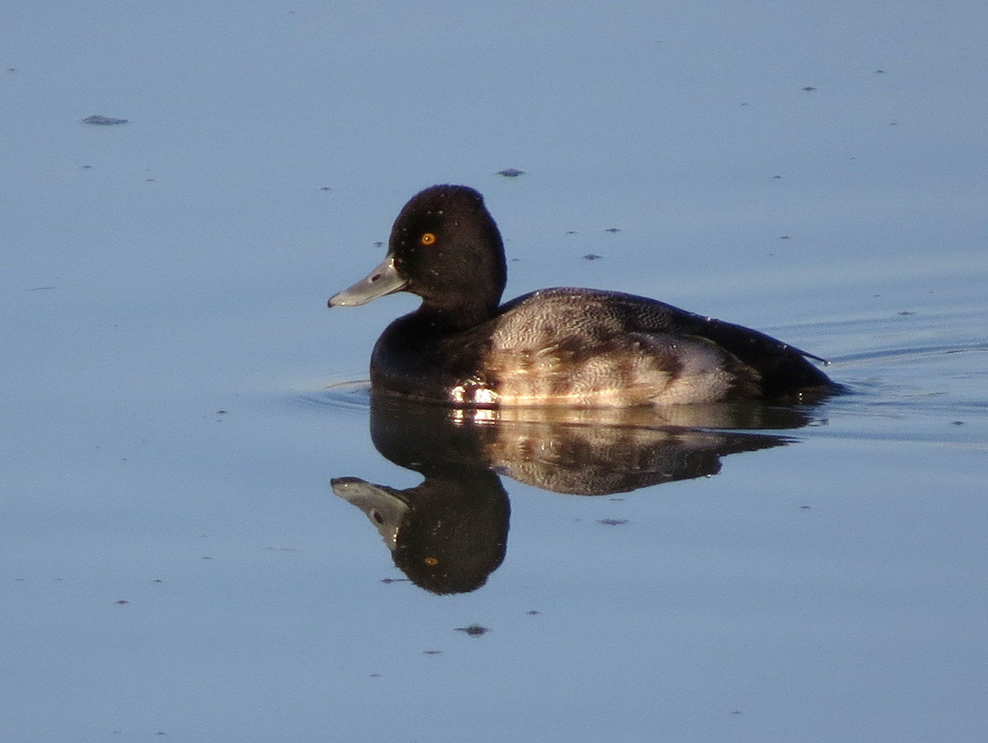SE Texas Birding & Wildlife Watching Winter Ducks Are Back
