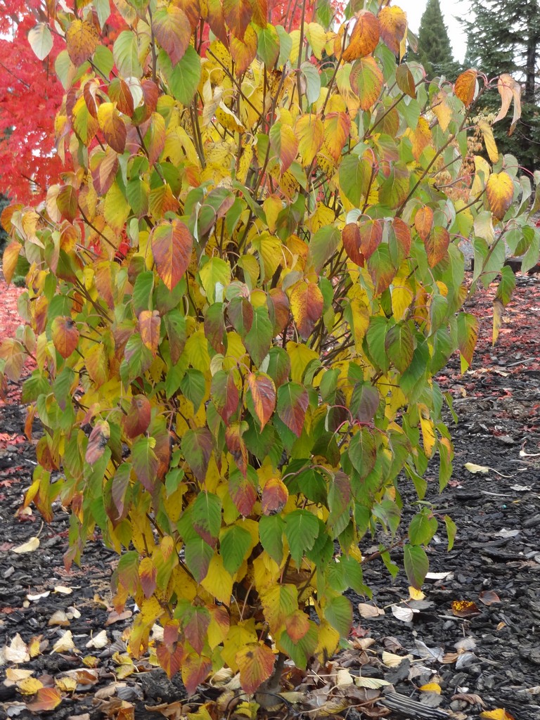 Flora Wonder Blog China Mother Of Gardens Davidia Involucrata White Dust