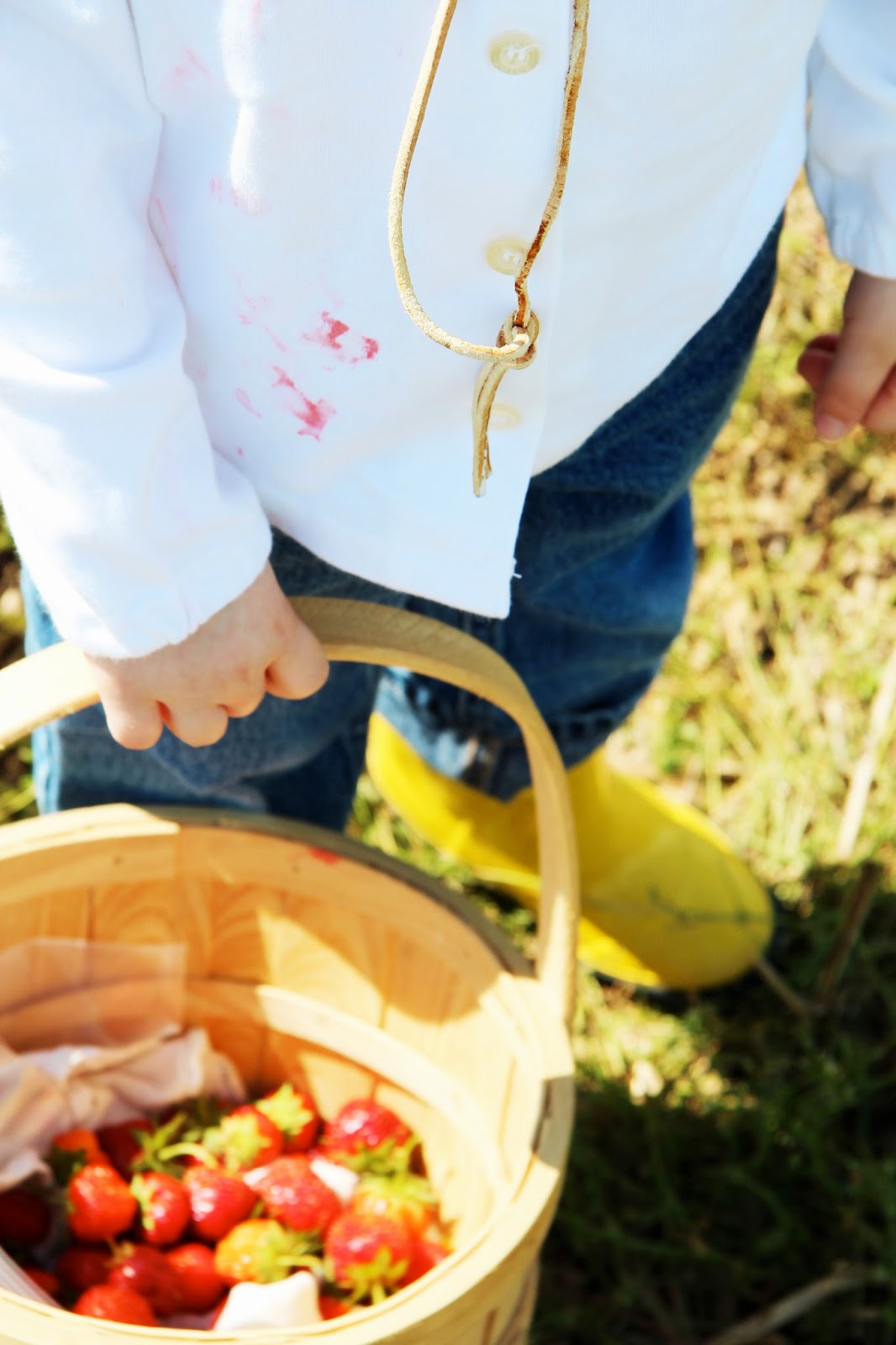 In the Fields Strawberry Picking