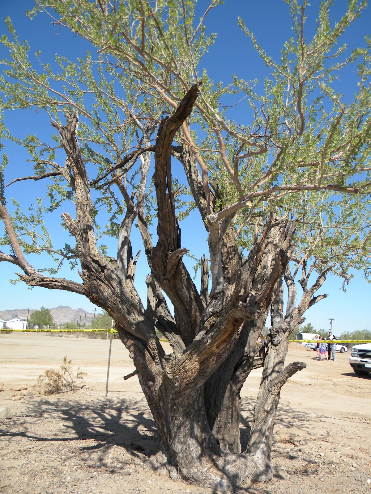 Desert Messenger, Quartzsite, AZ Huge turnout for today's Quartzsite