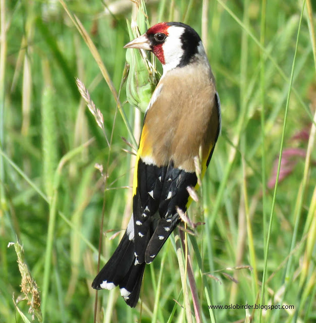 Lapwings close to fledging goldfinch%2BIMG 5154%2Bcopy
