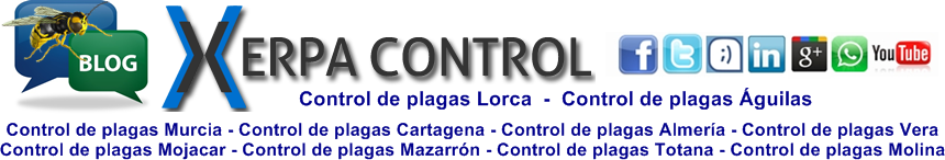 Empresa de fumigaciones y control de plagas en Lorca Murcia Catagena Aguilas Almeria