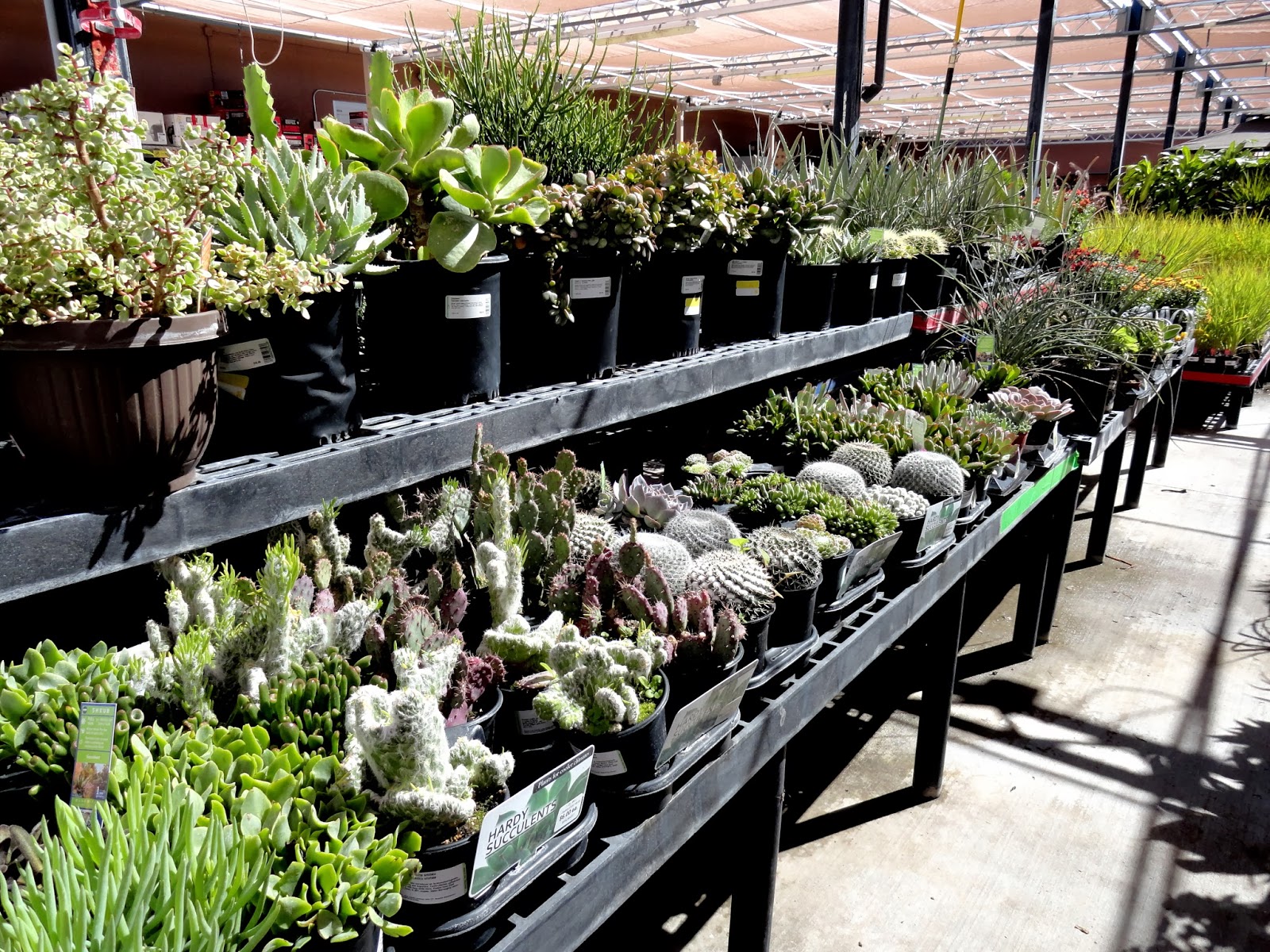 danger garden I bought a plant at Walmart, do you still respect me?