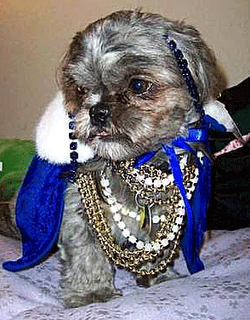 Funny DOG Pictures