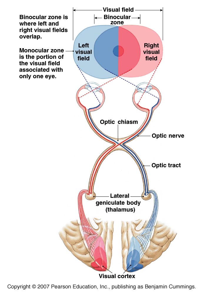Via Visual Del Ojo Pdf