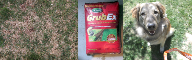A landscaper cleared Sophie of all blame, diagnosing our tan grass spots as a grub infestation! A landscaper cleared Sophie of all blame, diagnosing our tan grass spots as a grub infestation!