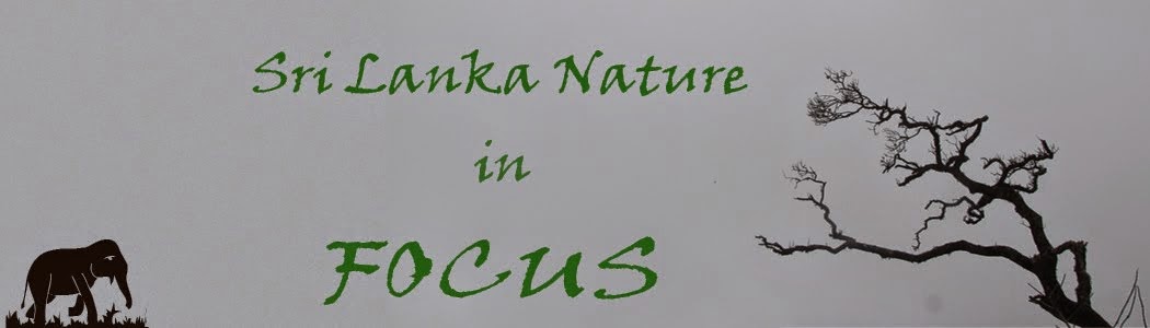 Sri Lanka Nature in Focus