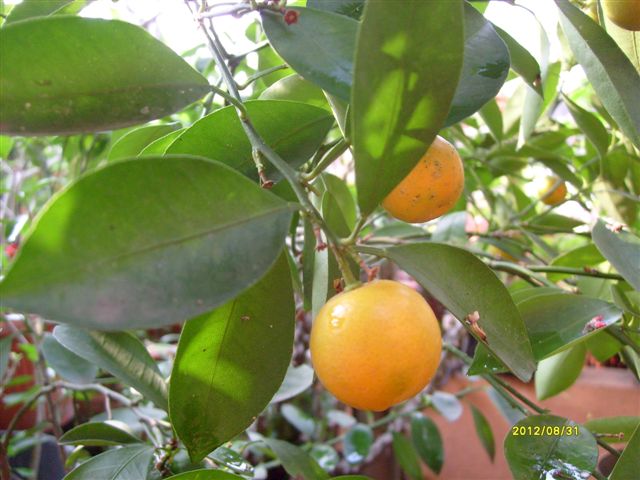 name of fruit and vegetables in english Fruit Kumquat Tree | 640 x 480