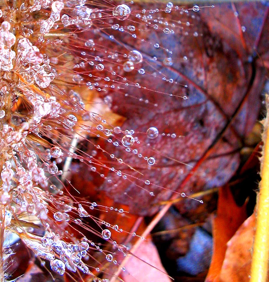 Freezing Point by Bev Norton Freezing Point by Bev Norton