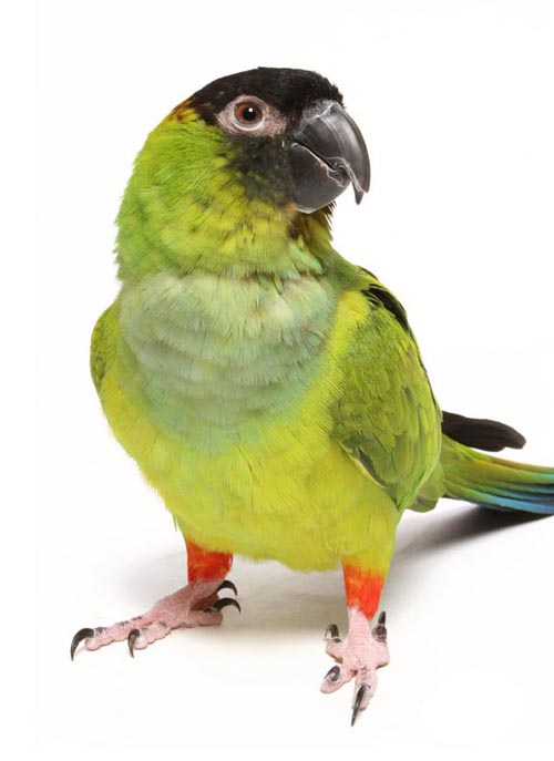 parrot talk clowny little conures parrot talk clowny little conures