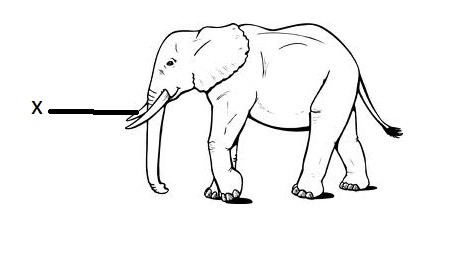 Elephant+Body+Parts+Name ... Diagrams 1 shows an elephant. One part of the elephant is labelled X