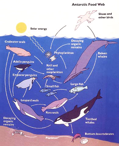 Food Chain Ocean. food chain ocean. Food Chain Ocean.