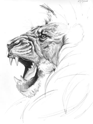 Detailed Lion Drawing