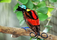 Evolution In The Birds of Paradise
