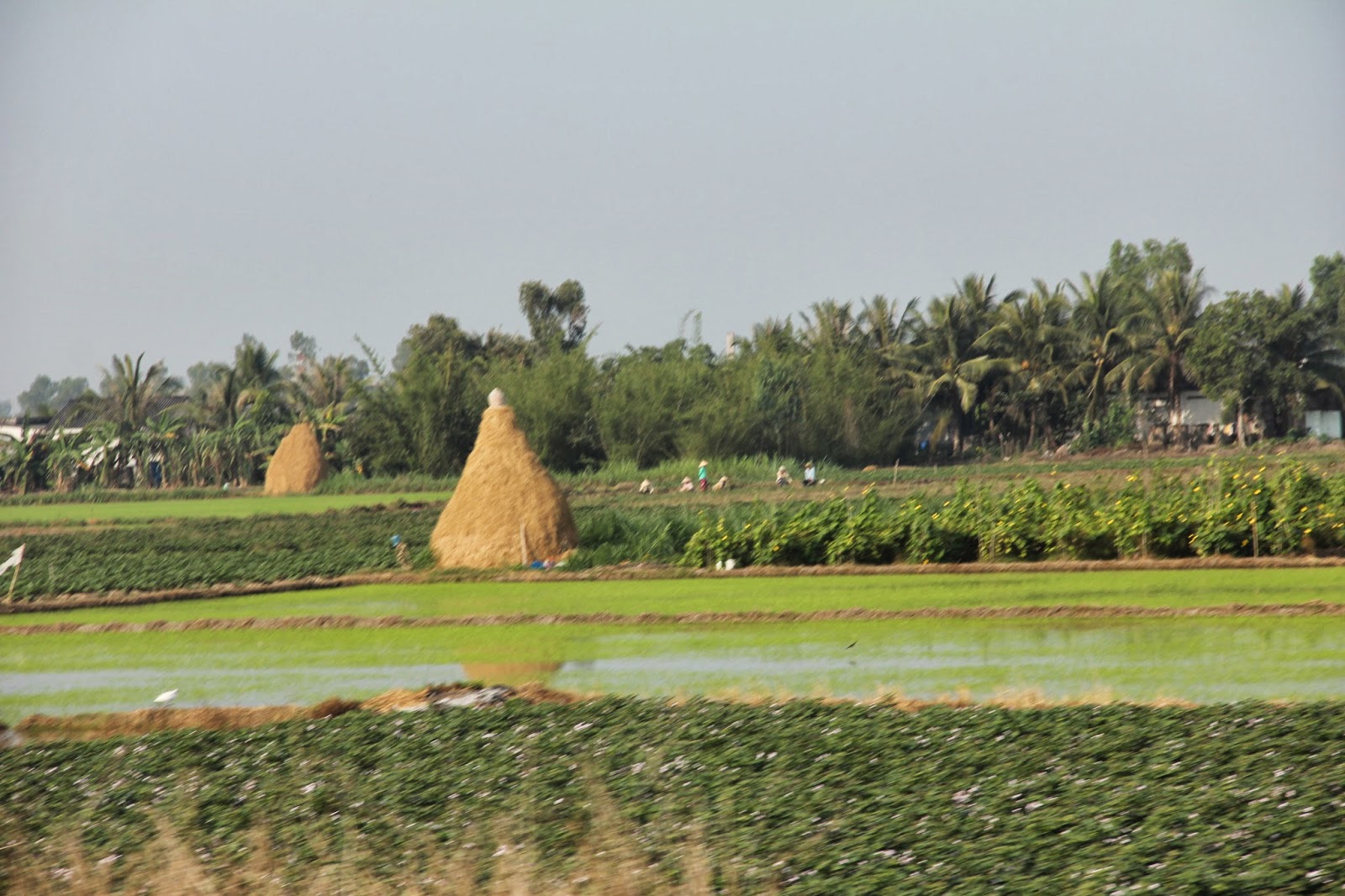 Water lilies, rice and sugar cane in the fields of southern Viet Nam. Water lilies, rice and sugar cane in the fields of southern Viet Nam.