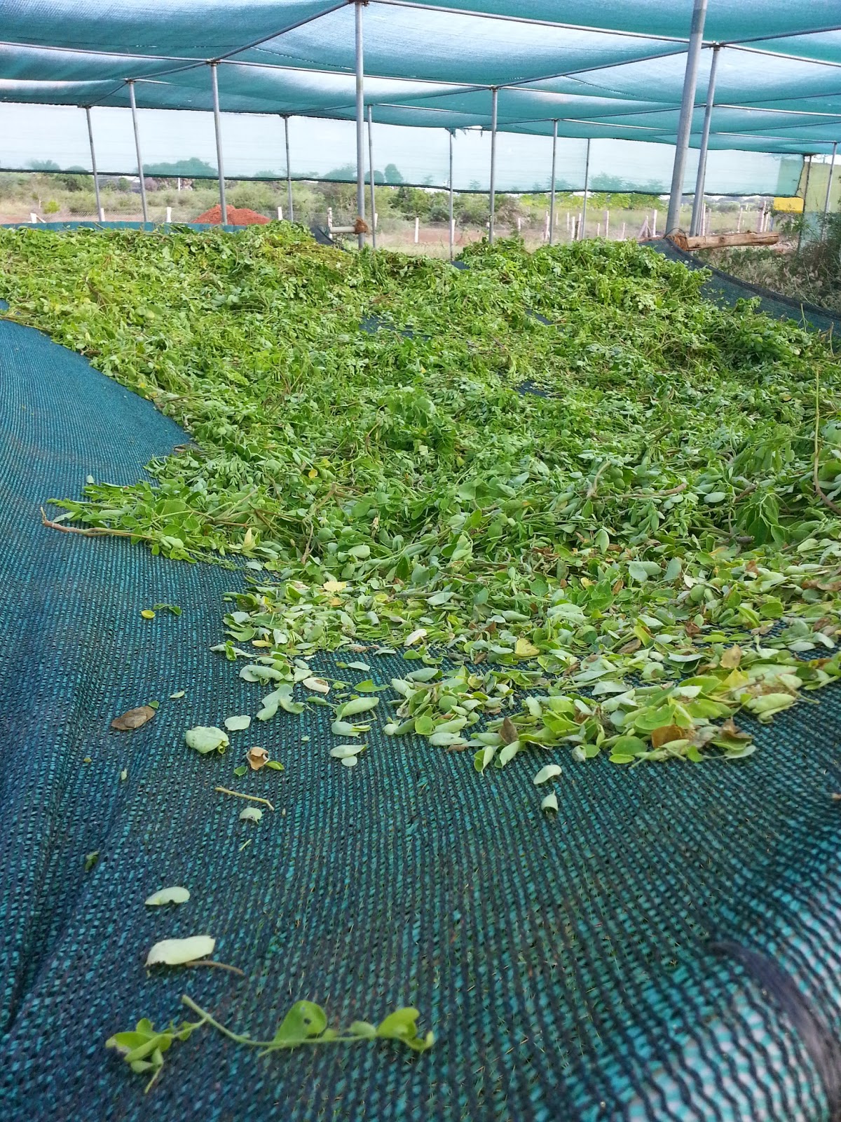 The Ultimate Guide To Harvesting And Using Maguey Leaves - ou1kosn