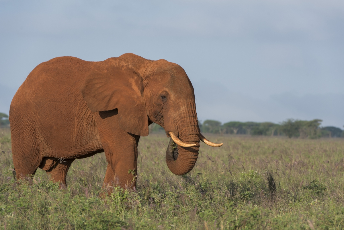 Elefanten, Elephants, kenya, kenia, Lumo, Tsavo, Safari Elefanten, Elephants, kenya, kenia, Lumo, Tsavo, Safari