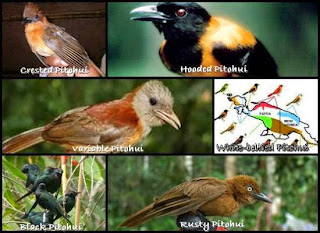 beberapa jenis burung pitohui beberapa jenis burung pitohui